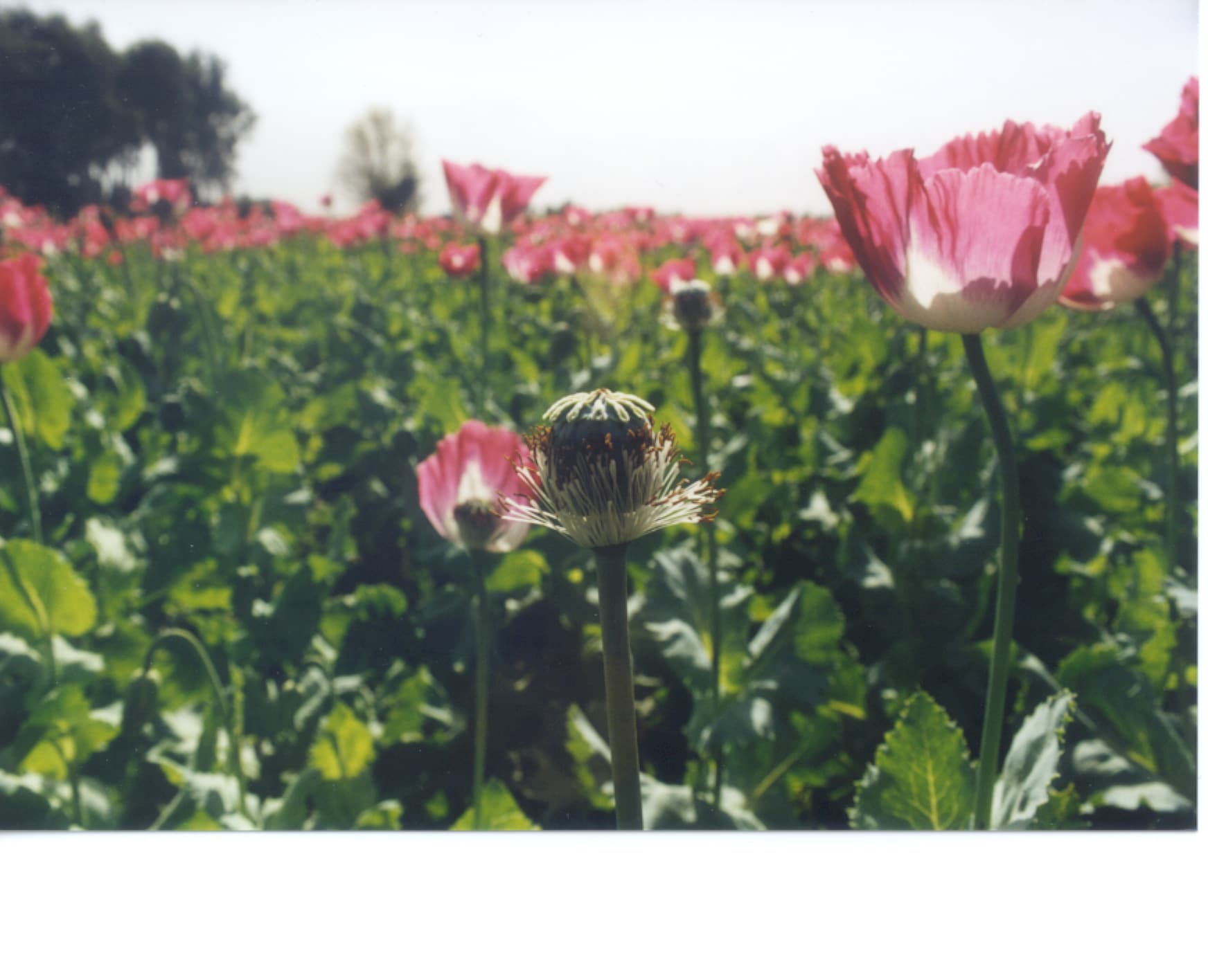 Kesäinen oopiumipelto punaisessa kukassaan.
