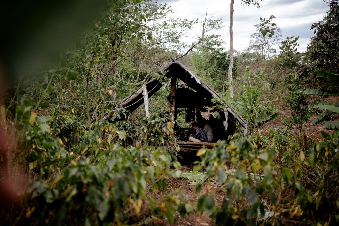 Rakennus viidakon keskellä. Rakennuksessa on katto, mutta ei seiniä. Rakennuksen sisällä istuu ihmisiä sen lattialla.
