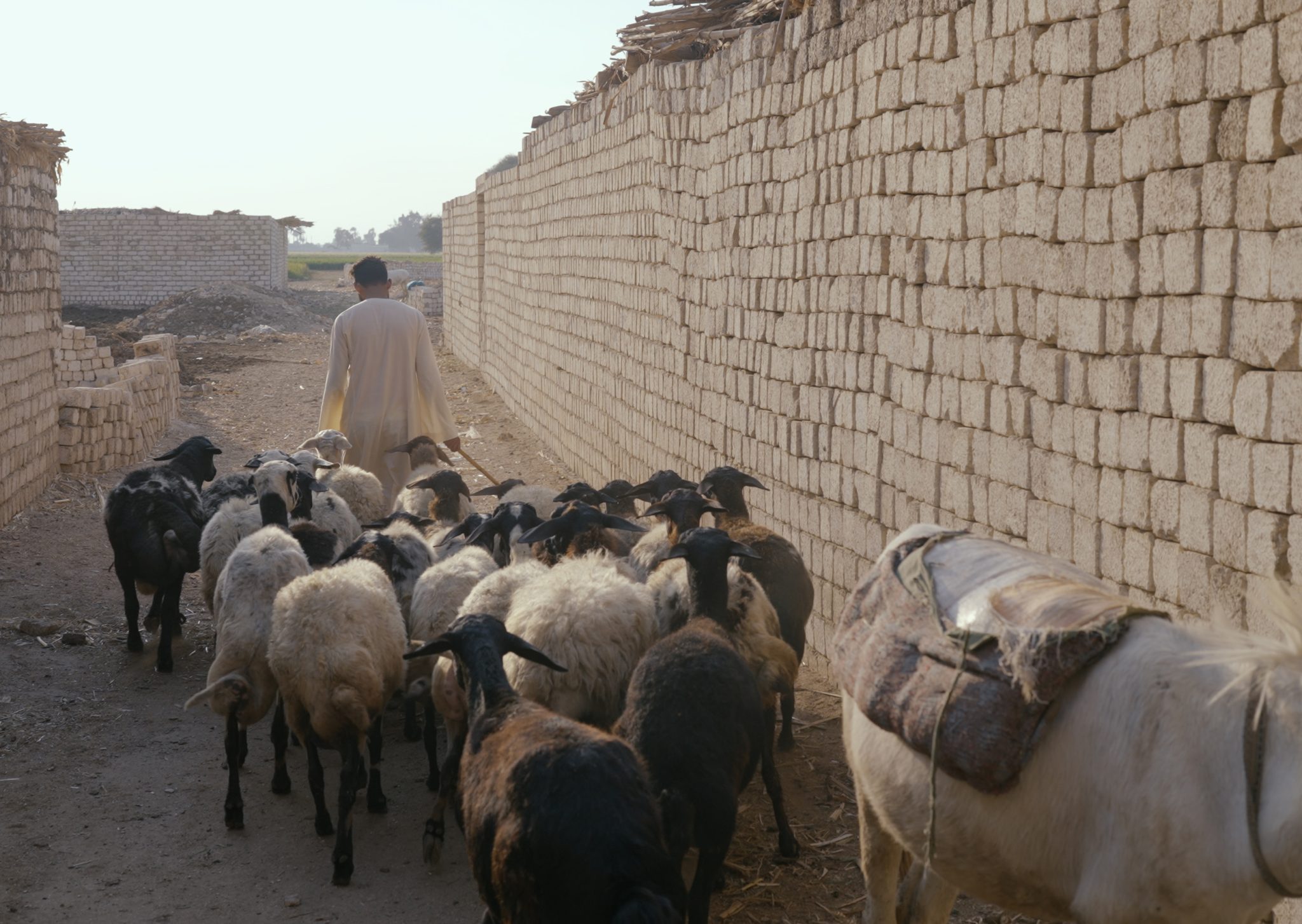 Mies kulkee lammaslauman edellä muurin vieressä.