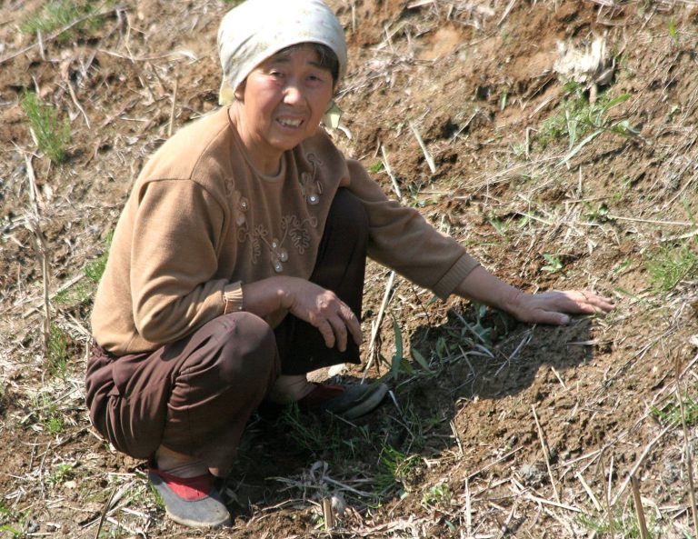 Pohjoiskorealainen nainen kyykyssä ruohoisessa rinteessä.