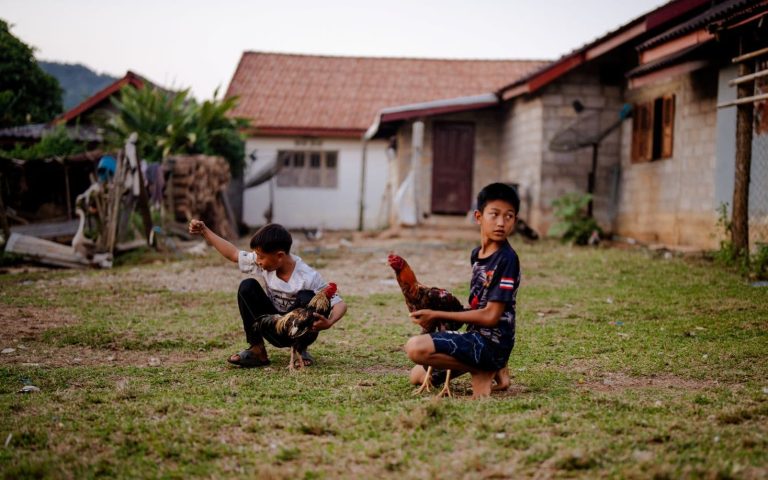 Kaksi aasialaista kouluikäistä poikaa, molemmilla sylissään kanat. Taustalla kivistä tehty rakennus.